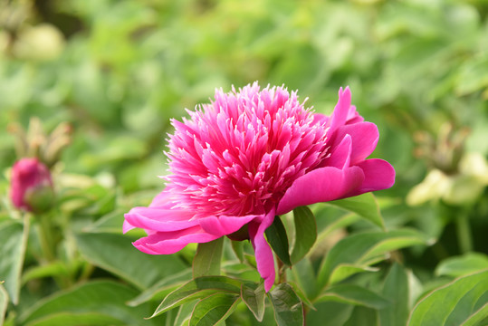 芍药花