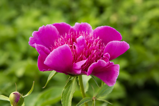 芍药花