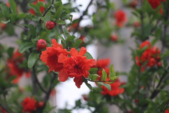 石榴花