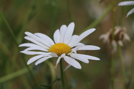 大滨菊