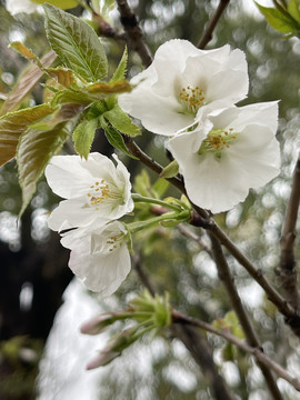 梨花