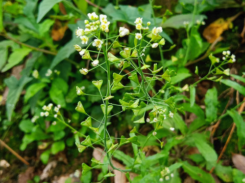 枕头草花