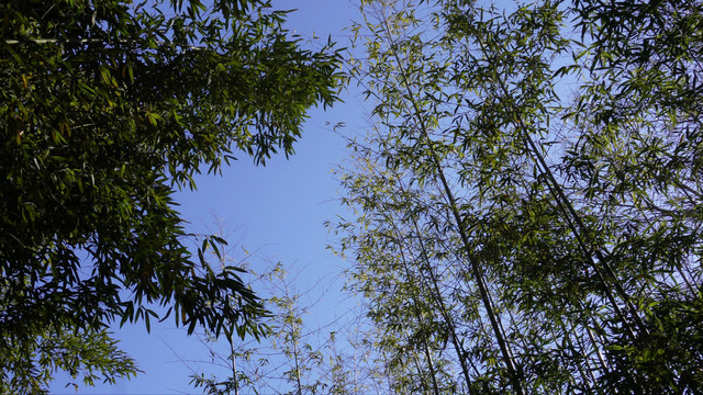 北京紫竹院公园竹林小径