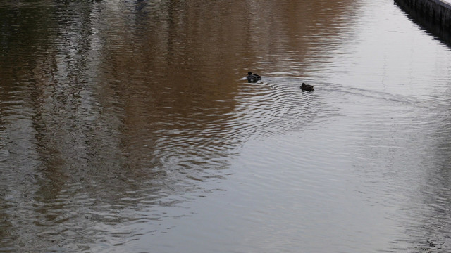 春江水暖鸭先知水禽湖里的鸭子