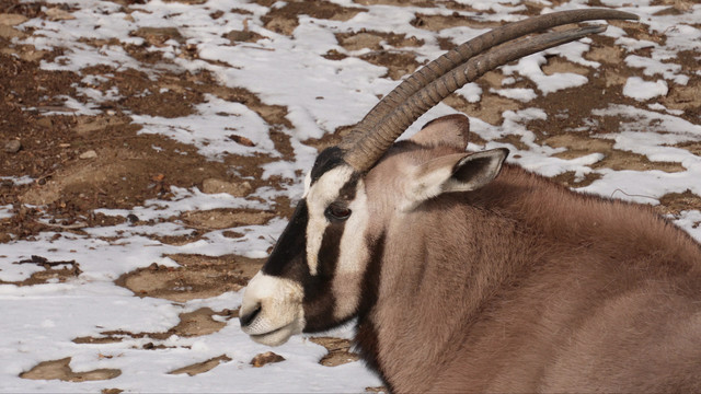 瞪羚藏羚羊动物园野生动物