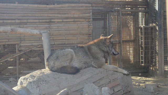 动物园里的藏狐和狼