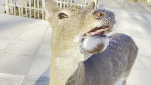 动物园日本投喂麋鹿梅花鹿