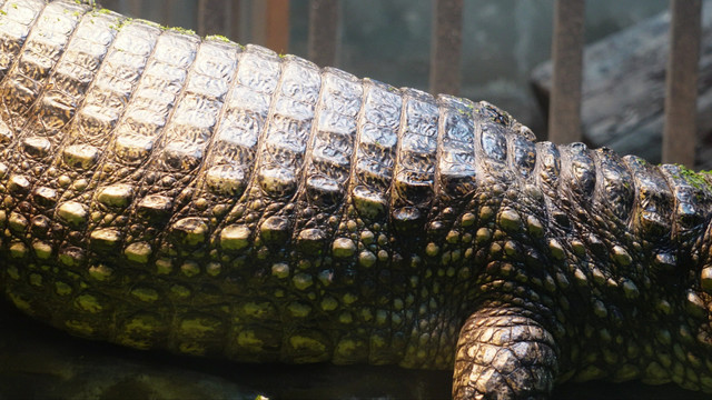 鳄鱼皮危险保护动物动物园