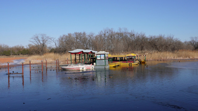 黑天鹅湖圆明园野鸭芦苇栖息地