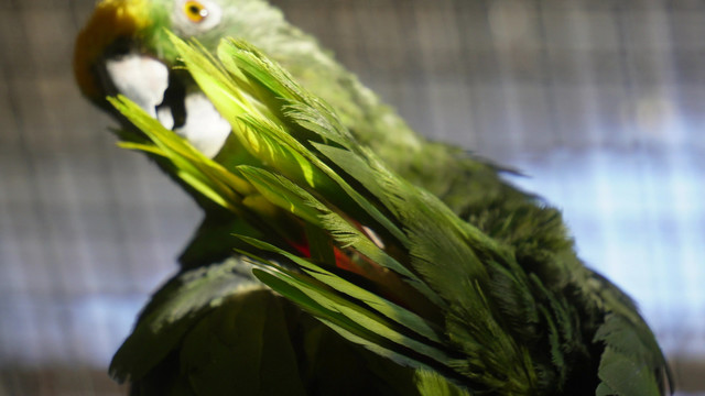 绿色鹦鹉和尚鹦鹉宠物鸟