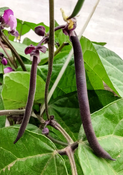 紫黑色四季豆