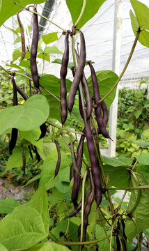 紫黑色四季豆
