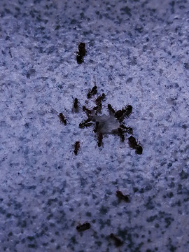 蚂蚁搬食物
