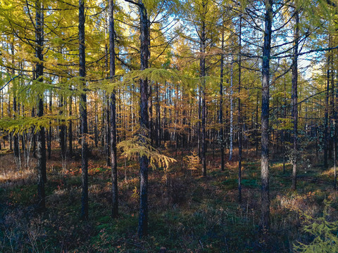 秋季森林阳光树林
