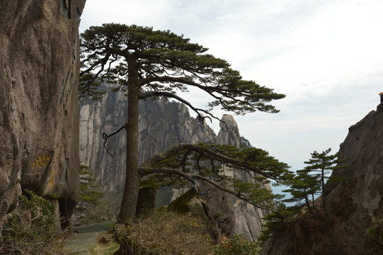 黄山迎客松