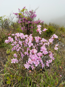 杜鹃花