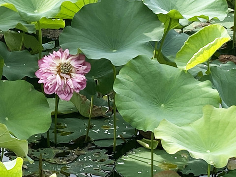 多瓣荷花