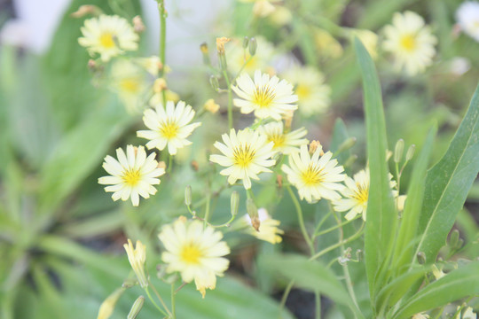 夏季路边小菊花