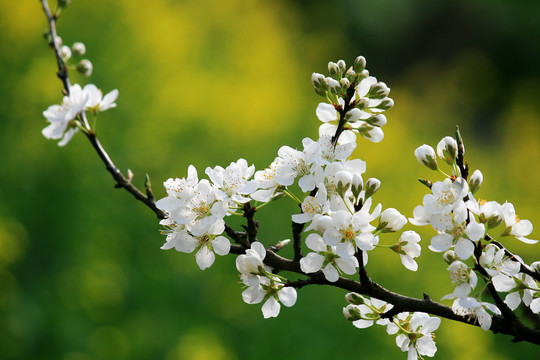 李子花