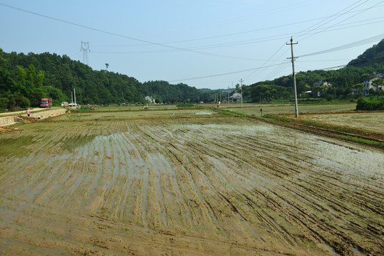 水稻田