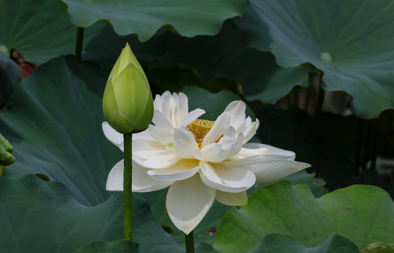 普者黑荷花潋滟风光