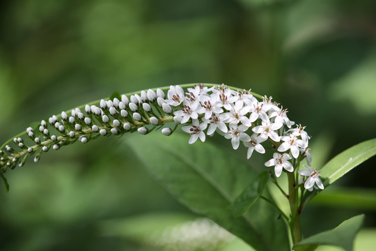 珍珠菜