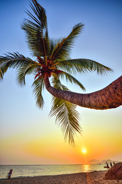三亚天涯海角椰子树