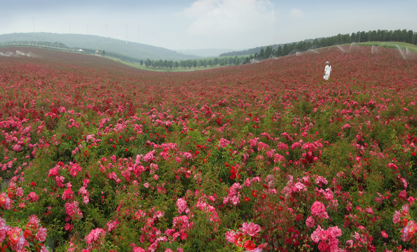 玫瑰花