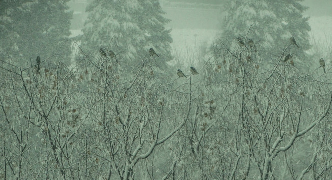 大雪中的小鸟