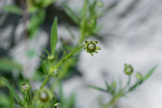 金鸡菊花蕾