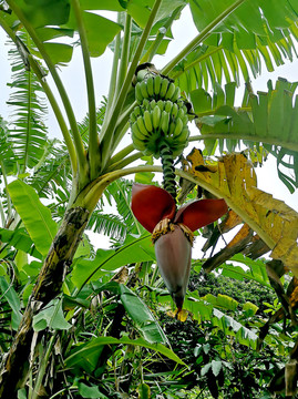 香蕉树挂果