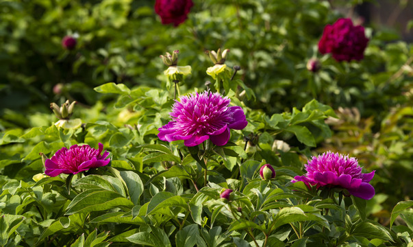 芍药花
