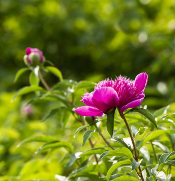 芍药花