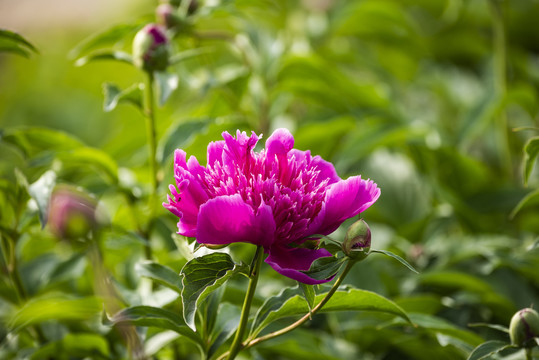 芍药花