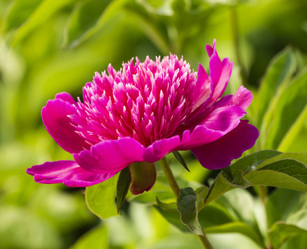 芍药花