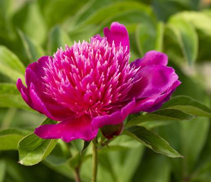 芍药花