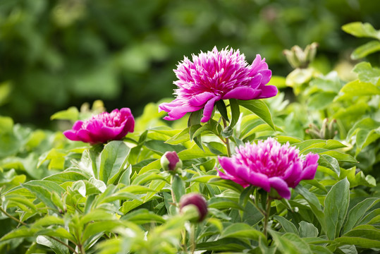 芍药花