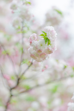 粉白色樱花梦幻背景