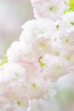 粉白色樱花春天花卉