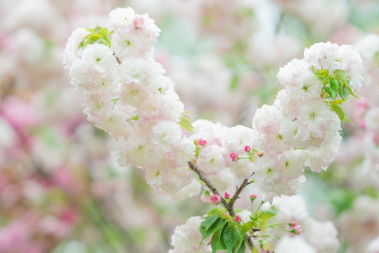 春天花朵粉白色樱花