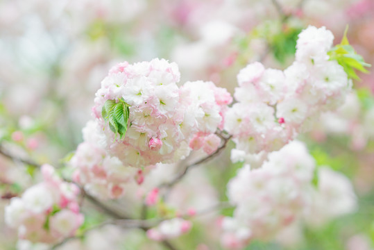 春天花朵粉白色樱花