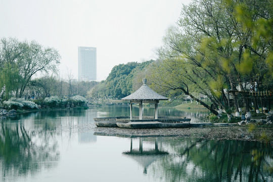 南京玄武湖春天岸边柳树