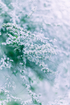 白色雪柳花喷雪花小白花