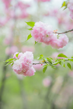 粉色樱花春天花朵绽放