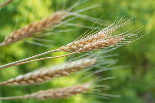 小麦麦穗成熟农作物
