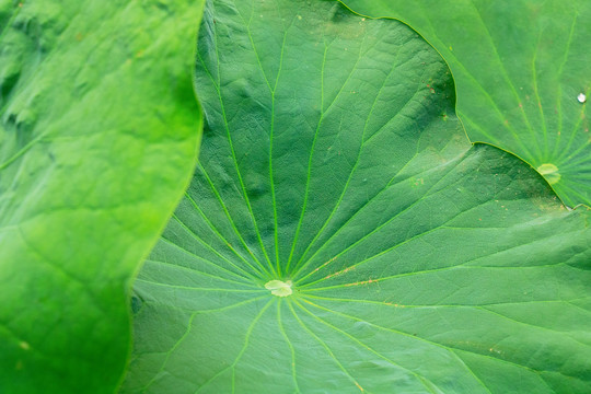 夏天池塘里的荷叶