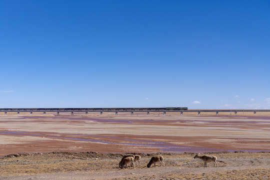 青藏铁路与藏羚羊