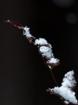 雪落枝头