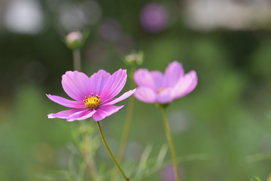 格桑花