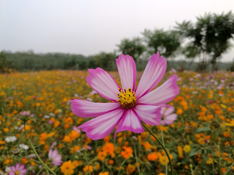 格桑花